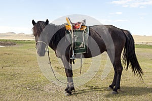 Mongolian Horse with Saddle