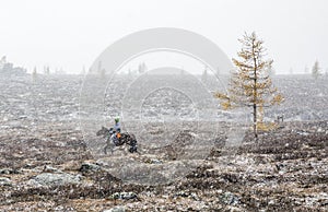 Mongolian horseman on his horse in a snow storm