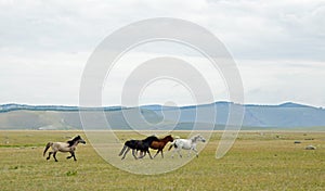 Mongolian Horses Running through pastureland