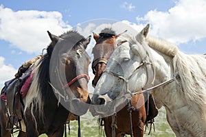 Mongolian Horses Saddled for Riding