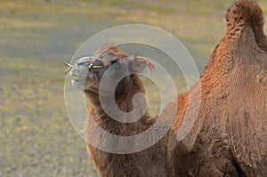 Mongolian joyful camel