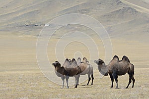 Mongolian landscape with camels 2