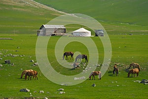 Mongolian landscape with horses and yurts