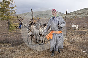 Mongolian man in a traditional deel walking with reindeers