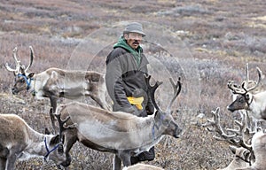 Mongolian man in a traditional deel walking with reindeers