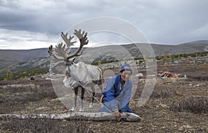 Mongolian man in a traditional deel walking with reindeers