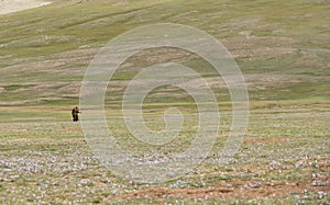 Mongolian Men Steppe