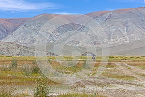 Mongolian nomad in the steppes of mountain Altai