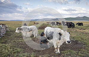 Mongolian woman milking a cow photo