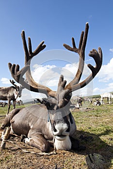 Mongolian Reindeer with big antlers