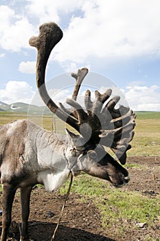 Mongolian Reindeer with big fuzzy antlers