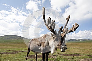 Mongolian reindeer in vast plains of northern Mongolia