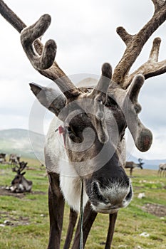 Mongolian reindeer in vast plains of northern Mongolia