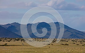 Mongolian Ulegai, Mongolian steppe