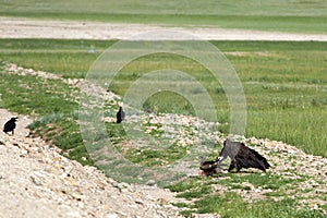 Mongolian Vulture Eating Roadkill