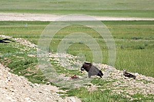 Mongolian Vulture Eating Roadkill