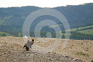 Mongolian Vultures photo