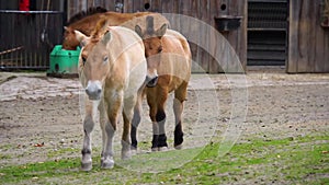 Mongolian wild horse couple walking towards camera, Wild horses from the steppes of Asia, Endangered animal specie