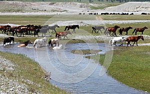 Mongolian wild horses