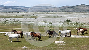 Mongolian wild horses