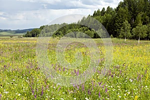 Mongolian Wildflowers