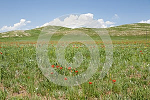 Mongolian Wildflowers