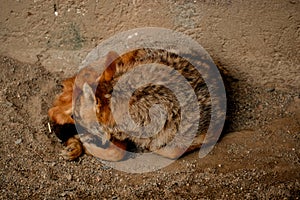 Mongolian Wolf sleeping