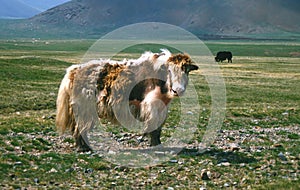 Mongolian yak