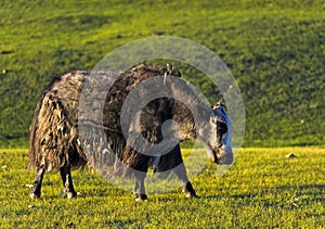 Mongolian Yak