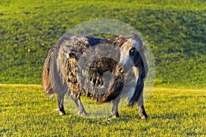 Mongolian Yak