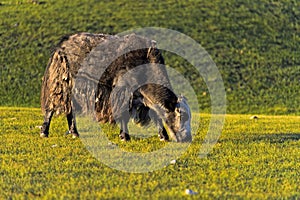Mongolian Yak