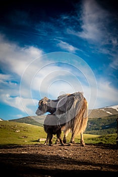 A mongolian yak feeding it