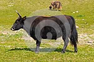Mongolian yaks in the pasture