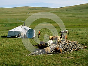 Mongolian yurt photo