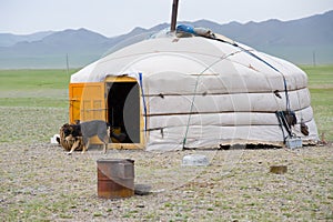 Mongolian yurta in steppe photo