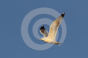 Mongoolse Meeuw, Mongolian Gull, Larus vegae mongolicus photo