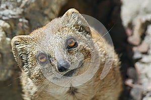 Mongoose photo