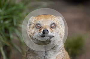 Mongoose photo