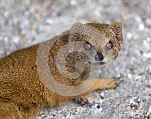 Mongoose