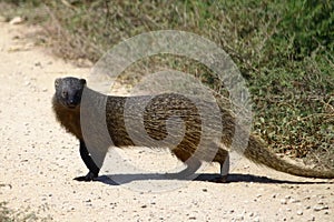 Mongoose