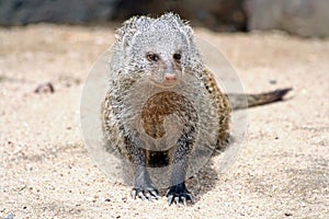 Mongoose