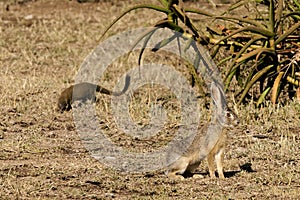 Mongoose and African hare