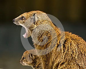 Mongoose and baby