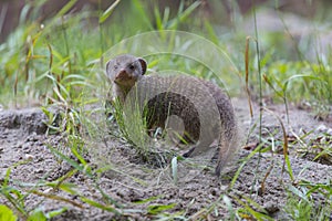 Mongoose baby