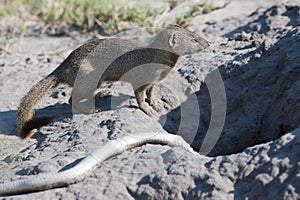Mongoose with catched snake, Botswana, Africa. photo