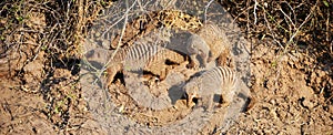 Mongoose in Chobe National Park
