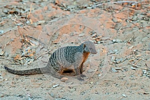 Mongoose in chobe nationalpark in botswana in africa