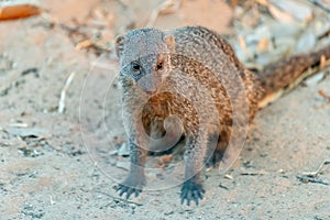 Mongoose in chobe nationalpark in botswana in africa