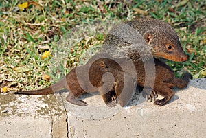 Mongoose with cubs, Uganda