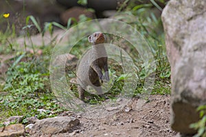 Mongoose